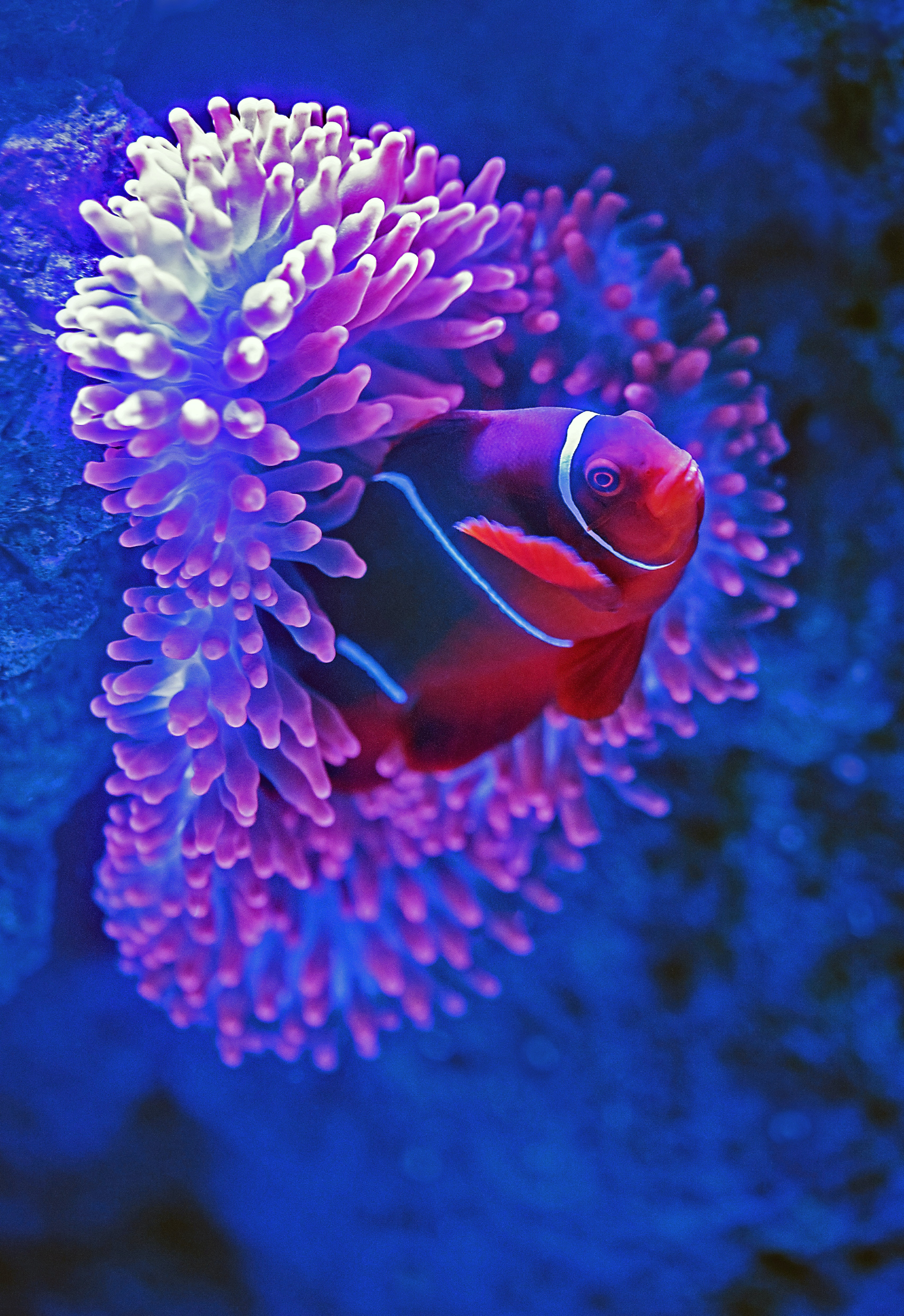 Exotic Rubber Fish